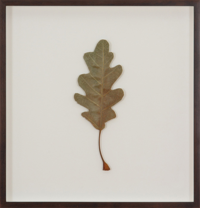 Herbarium_4