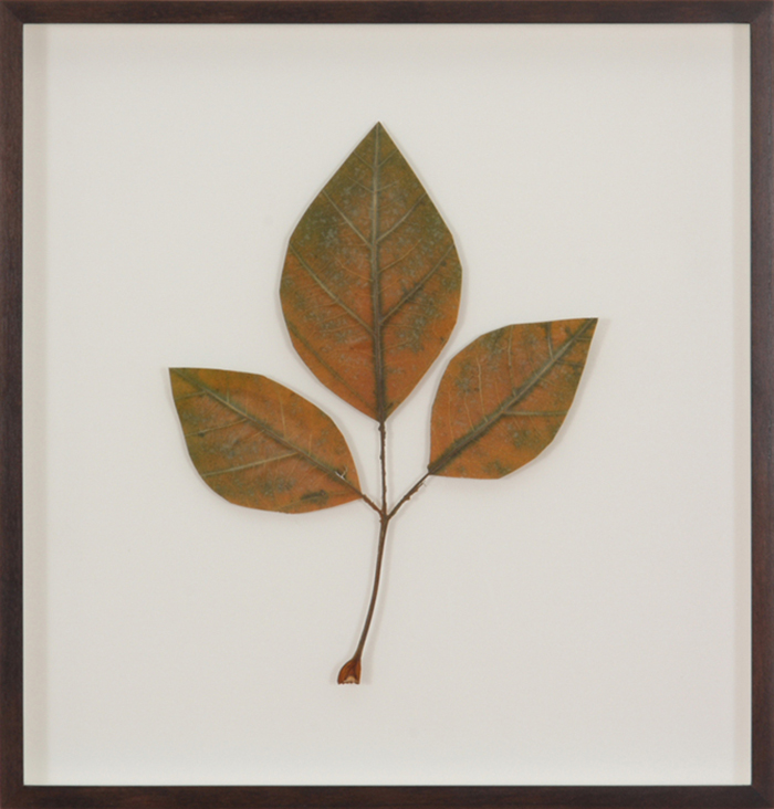 Herbarium_2