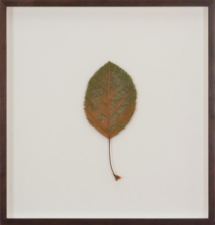 Herbarium_3